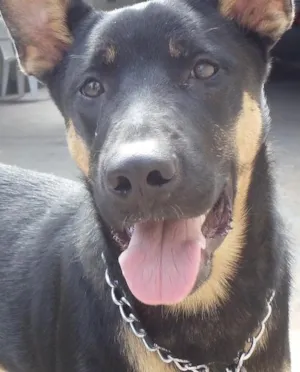 Cachorro raça VIRA-LATA/ MISTURA DE PASTOR ALEMÃO idade 1 ano nome LUCK 