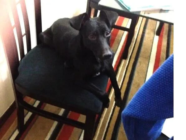 Cachorro ra a vira-lata idade 7 a 11 meses nome Alex