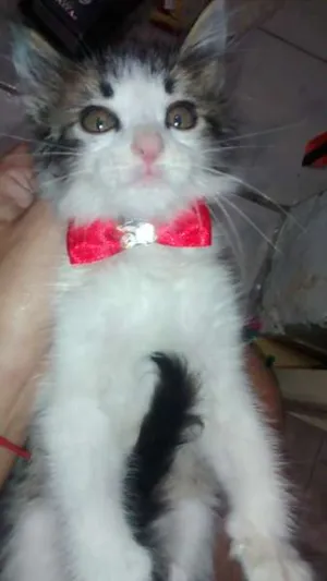 Gato raça SRD idade Abaixo de 2 meses nome filé