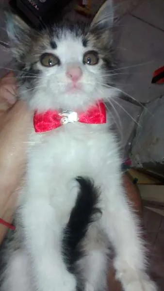 Gato ra a SRD idade Abaixo de 2 meses nome filé