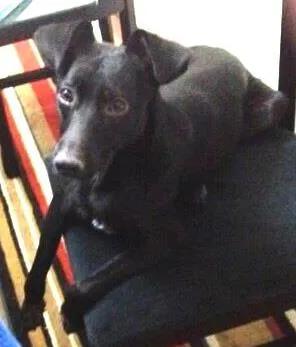 Cachorro raça vira-lata idade 7 a 11 meses nome Alex