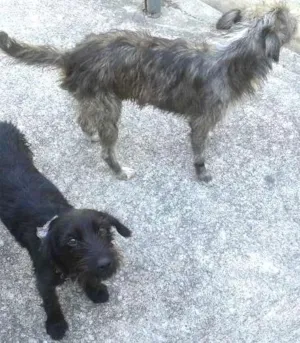 Cachorro raça indefinida idade 1 ano nome Não tem