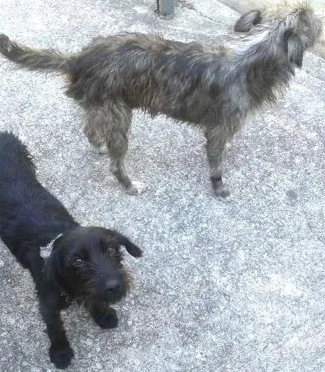 Cachorro raça indefinida idade 1 ano nome Não tem