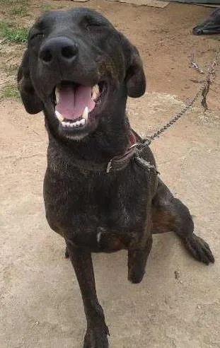 Cachorro ra a SRD idade 2 anos nome Pelé