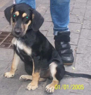 Cachorro ra a SRD idade 2 a 6 meses nome Marley