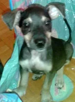 Cachorro raça pinche c fox idade 2 a 6 meses nome Luna
