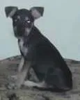 Cachorro ra a pinche c fox idade 2 a 6 meses nome Luna