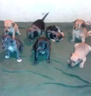 Cachorro raça vira-lata idade 2 a 6 meses nome sem nome 