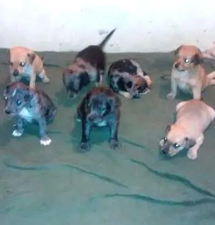 Cachorro ra a vira-lata idade 2 a 6 meses nome sem nome 