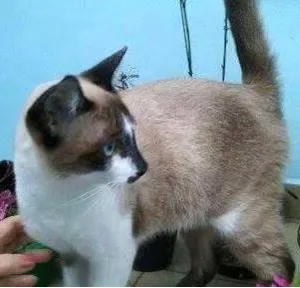 Gato raça SRD idade 2 a 6 meses nome Nino