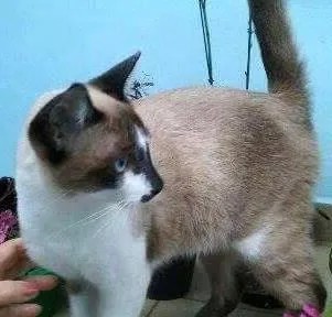 Gato ra a SRD idade 2 a 6 meses nome Nino