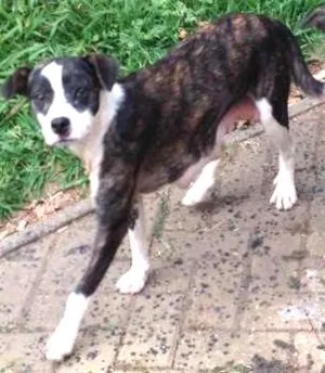 Cachorro raça mestiça idade 2 anos nome KIRA