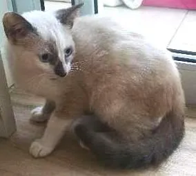 Gato raça mestiça idade 2 a 6 meses nome kika