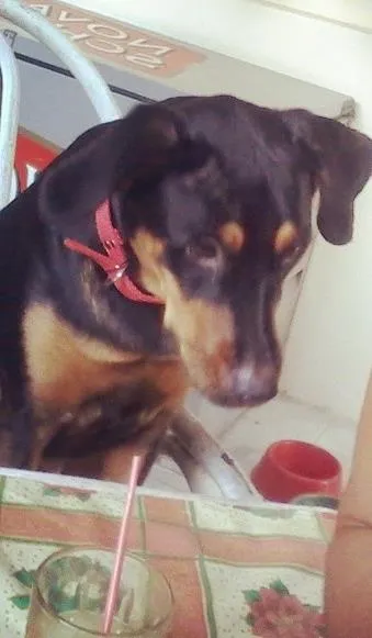 Cachorro raça Raciada com doberman idade 1 ano nome Crystal