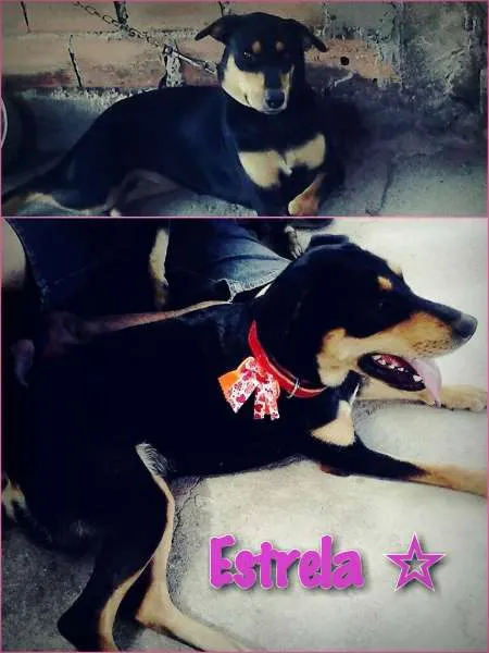 Cachorro ra a srd idade 1 ano nome Estrela