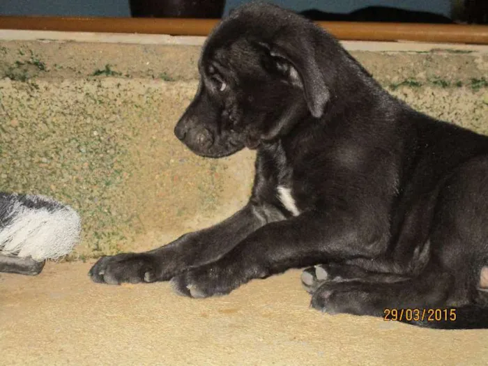 Cachorro ra a SRD idade 2 a 6 meses nome varios