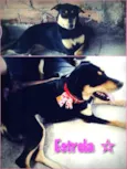 Estrela