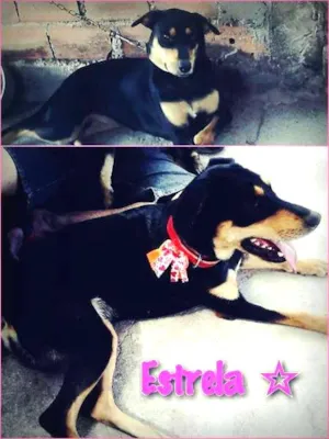 Cachorro raça srd idade 1 ano nome Estrela