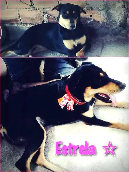 Cachorro ra a srd idade 1 ano nome Estrela