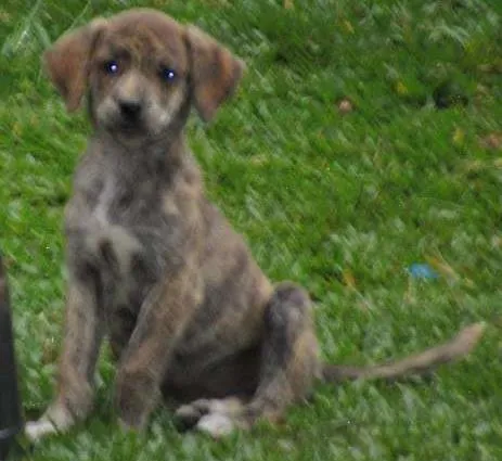 Cachorro ra a SRD idade 2 a 6 meses nome varios