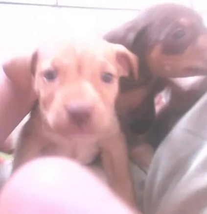 Cachorro ra a SRD idade 2 a 6 meses nome sem nome