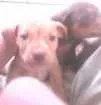 Cachorro raça SRD idade 2 a 6 meses nome sem nome