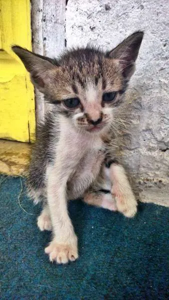 Gato ra a  idade 2 a 6 meses nome ADOÇÃO