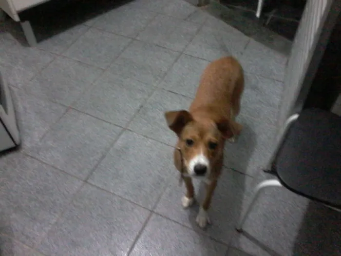 Cachorro raça Viralata idade 2 a 6 meses nome Lili