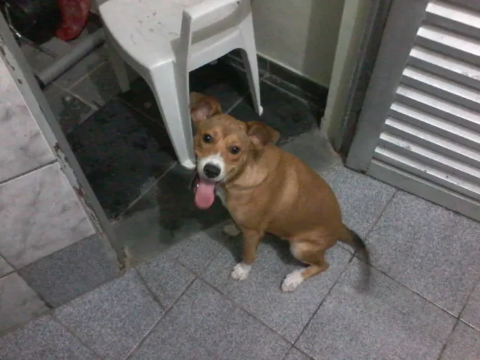 Cachorro raça Viralata idade 2 a 6 meses nome Lili