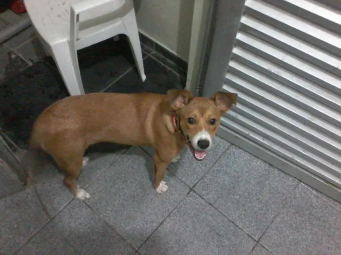 Cachorro raça Viralata idade 2 a 6 meses nome Lili