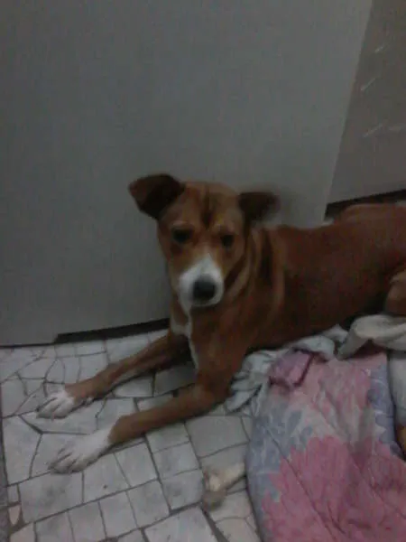 Cachorro raça Viralata idade 2 a 6 meses nome Lili