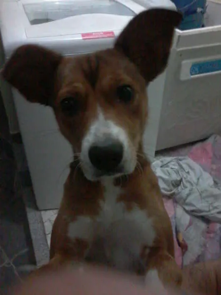 Cachorro raça Viralata idade 2 a 6 meses nome Lili