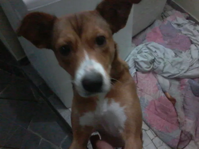 Cachorro raça Viralata idade 2 a 6 meses nome Lili