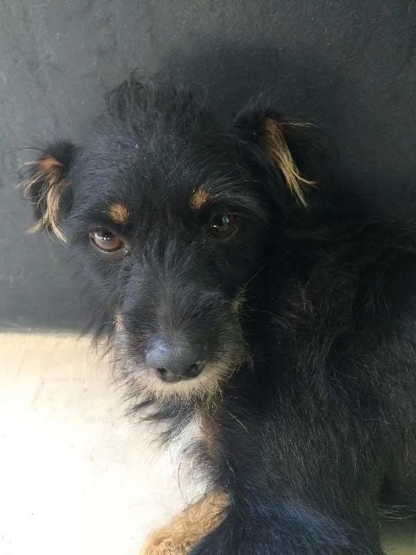 Cachorro ra a SRD idade 1 ano nome Nega