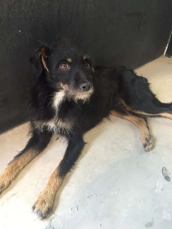 Cachorro ra a SRD idade 1 ano nome Nega