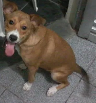 Cachorro raça Viralata idade 2 a 6 meses nome Lili