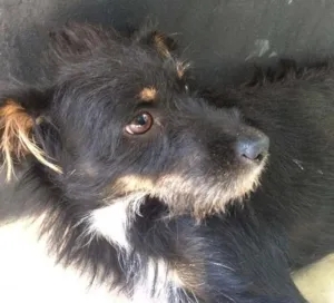 Cachorro raça SRD idade 1 ano nome Nega