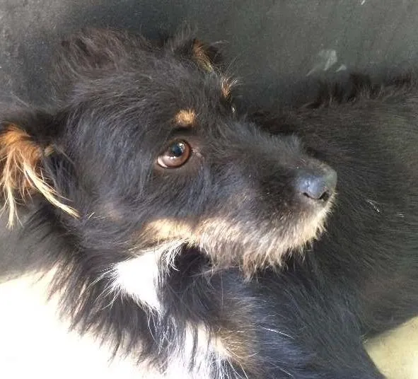 Cachorro ra a SRD idade 1 ano nome Nega