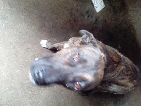 Cachorro raça mestiço a labrador idade 1 ano nome Pereba