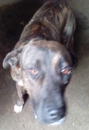 Cachorro raça mestiço a labrador idade 1 ano nome Pereba