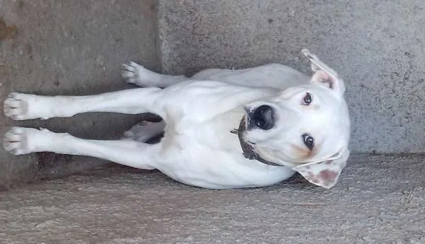 Cachorro raça mestiço a labrador idade 1 ano nome Japonês