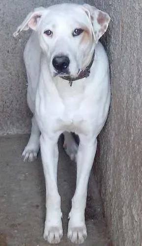Cachorro raça mestiço a labrador idade 1 ano nome Japonês
