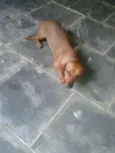 suzzy