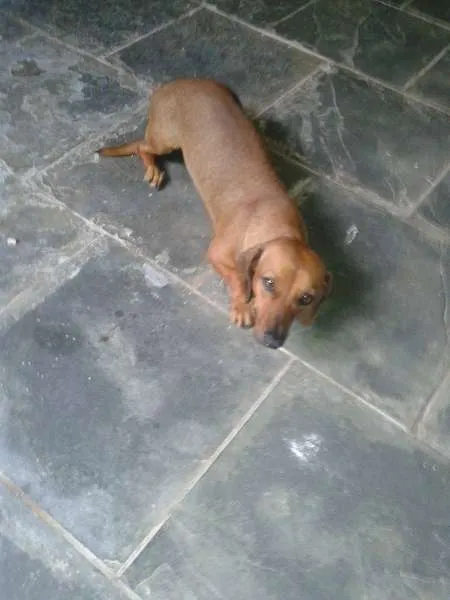 Cachorro raça basset idade 2 anos nome suzzy
