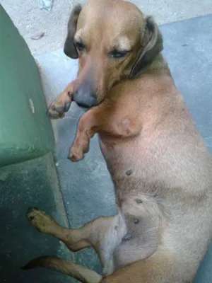 Cachorro raça basset idade 2 anos nome suzzy