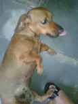 suzzy