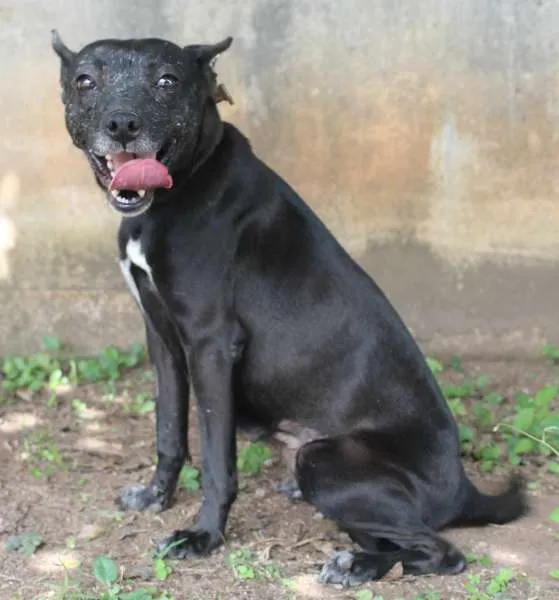 Cachorro raça SRD idade 4 anos nome Mariska