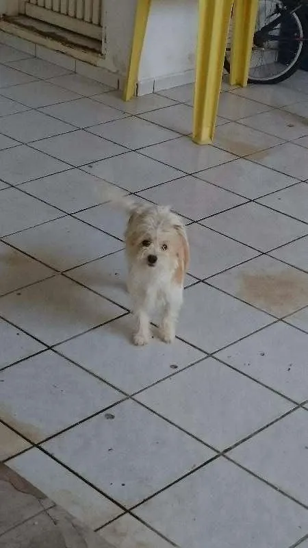 Cachorro ra a não definida idade 1 ano nome Mel