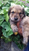 cachorros