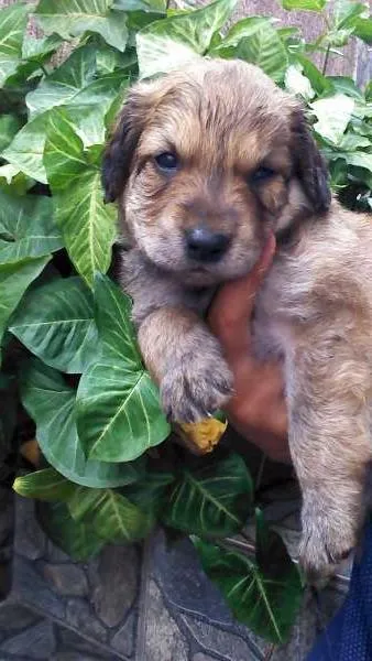 Cachorro ra a não tem  idade Abaixo de 2 meses nome cachorros